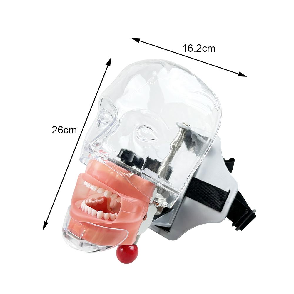 Model Capian Phantom Dentar Cu 28/32 Dinți de Rezervă Simulator Stomatologic Echipament Typodont Pentru Predarea Studierii Medicilor Dentisti Fierbinte
