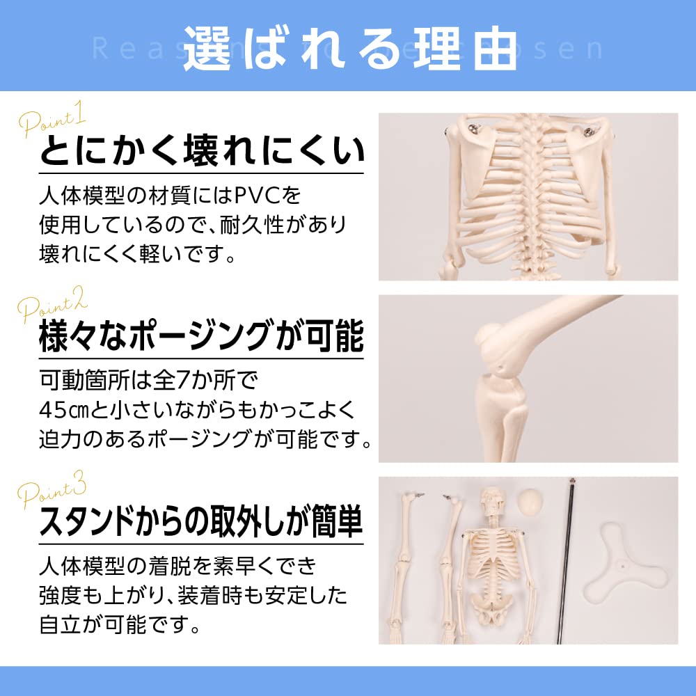 Gran Roi Human Anatomy Skeleton Model, 45cm, 1/4 Scale, Doll Skeleton Specimen (Height: 45cm)