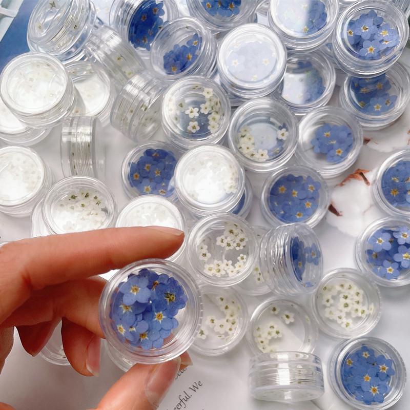 Mini Pressed Forget-Me-Not Flower Pack - Real Dried Flowers for Nail Art & Resin DIY
