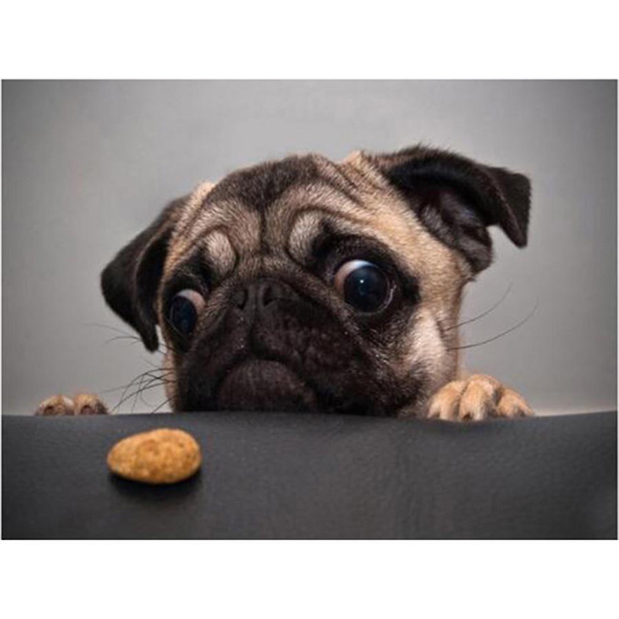 Kompletní 5D kutilské diamantové malování Všechny druhy psů Diamantové vyšívání Sady křížkového stehu Domácí dekorace Ručně vyrobený dárek