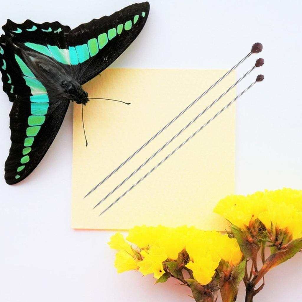 300Pcs Insect Specimen Pins Stainless Steel Rust-Resistant Precise Mounting Needles for Entomology Display Butterfly Collection