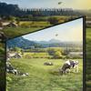 PInYUE V5 Anti-Light Fixed Frame Projector Screen