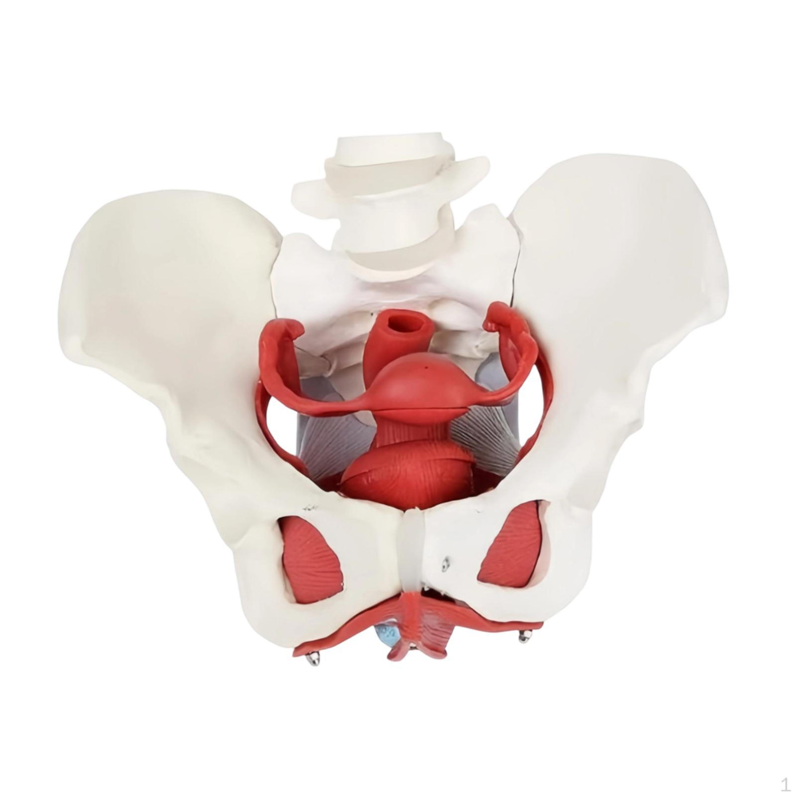 

Female Pelvis Model Accessories Removable Life Size Trainingaid Teaching Equipment for Gynecology