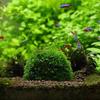 1pcs Aquarium Moss Ball Holder, Fish Tank DIY Moss Ball Shape Former Modeling, Moss Ball Holder Filter for Aquarium Moss Plant