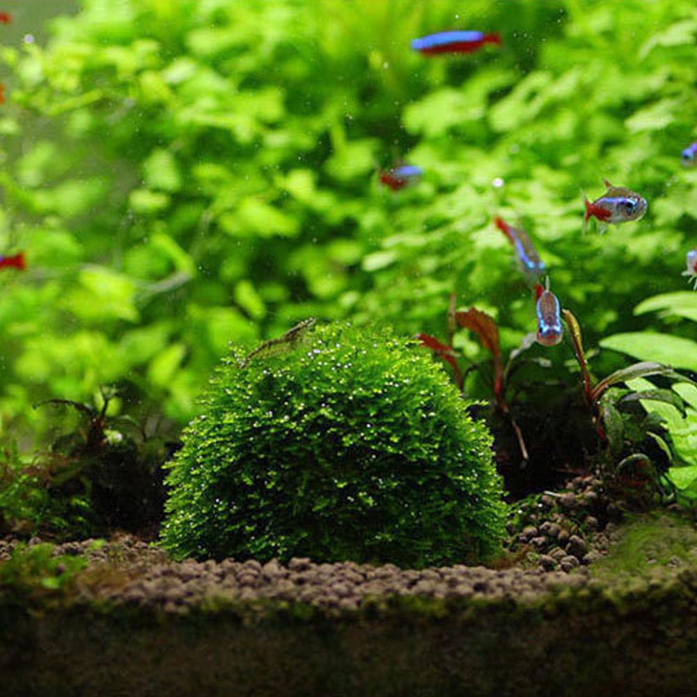 1pcs Aquarium Moss Ball Holder, Fish Tank DIY Moss Ball Shape Former Modeling, Moss Ball Holder Filter for Aquarium Moss Plant