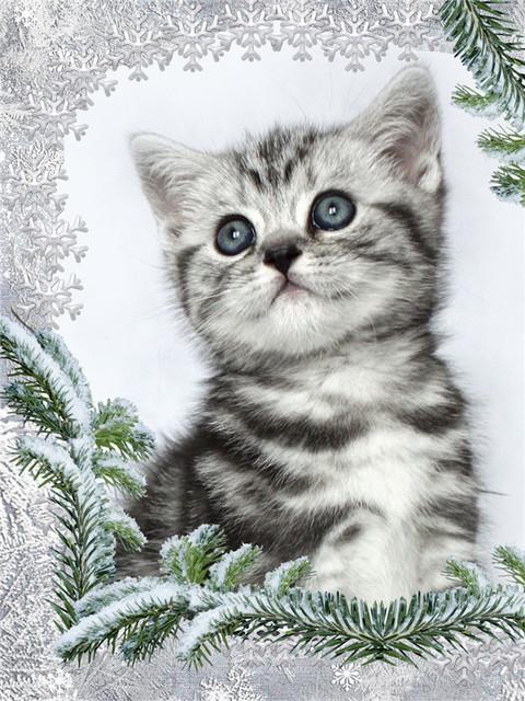 5D Diy Diamond Painting Cats And Dogs Full Round/Square Drill Embroidery Cross Stitch Animal Pet Mosaic Pictures Home Decoration