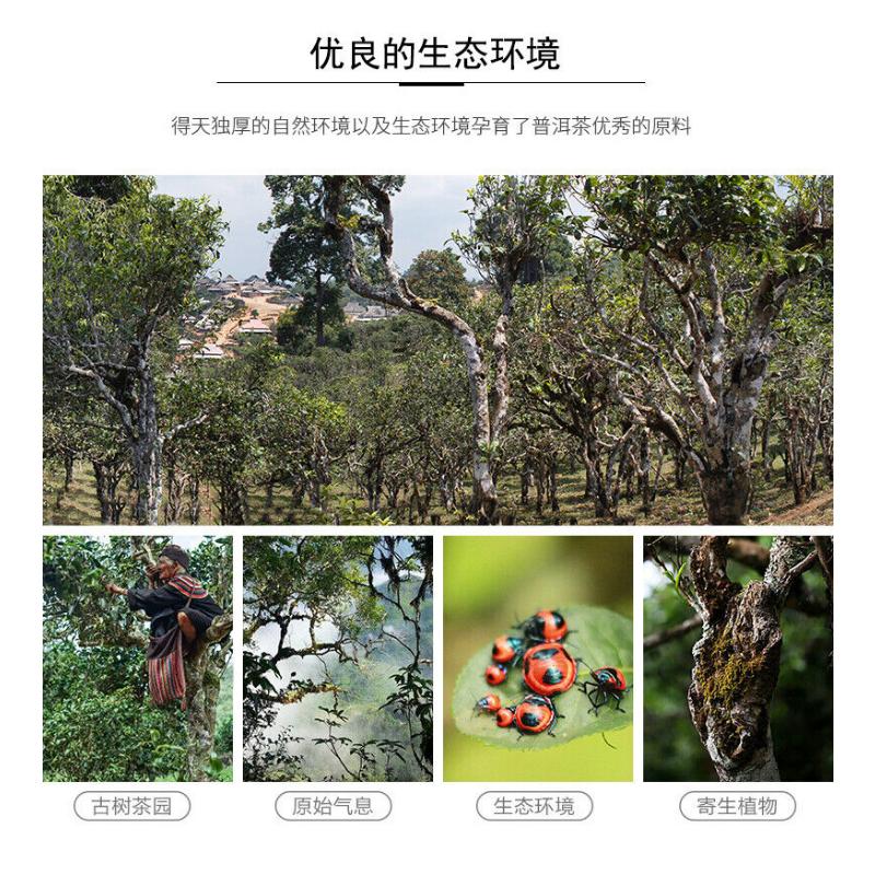 Menghai XiaoQingBing Tributary Golden Bud Pu-erh Tea  500g