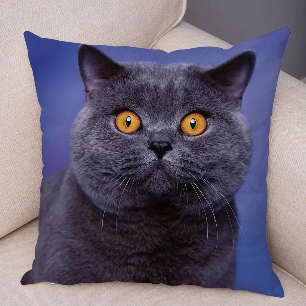 Federa per cuscino decorativo Blu British Shorthair con stampa in peluche corto per decorazione divano soggiorno Federe per cuscini