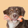 Eco-Friendly Durable TPR Rubber Chew Toys Cute Casual Daily Use Relaxation Favorites for Dogs Furry Friends