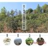 Organic Pu Erh Tea 100g Brick Natural Yunnan Compressed Dark Tea