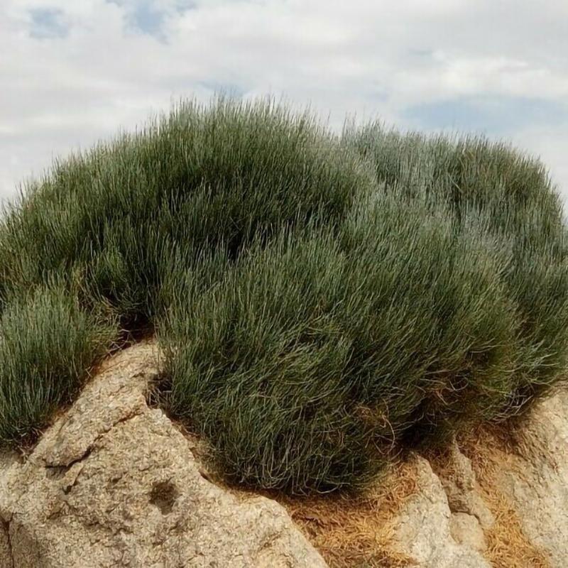 250 г Китайский зеленый чай Мохуан Травяной цветочный чай Натуральный травяной цветочный — фото 3