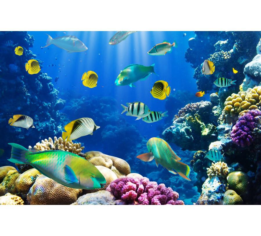 Underwater World Fish Coral Aquarium Theme Photography Backdrop, Children's Birthday Party, Home Decoration Photography Backdrop