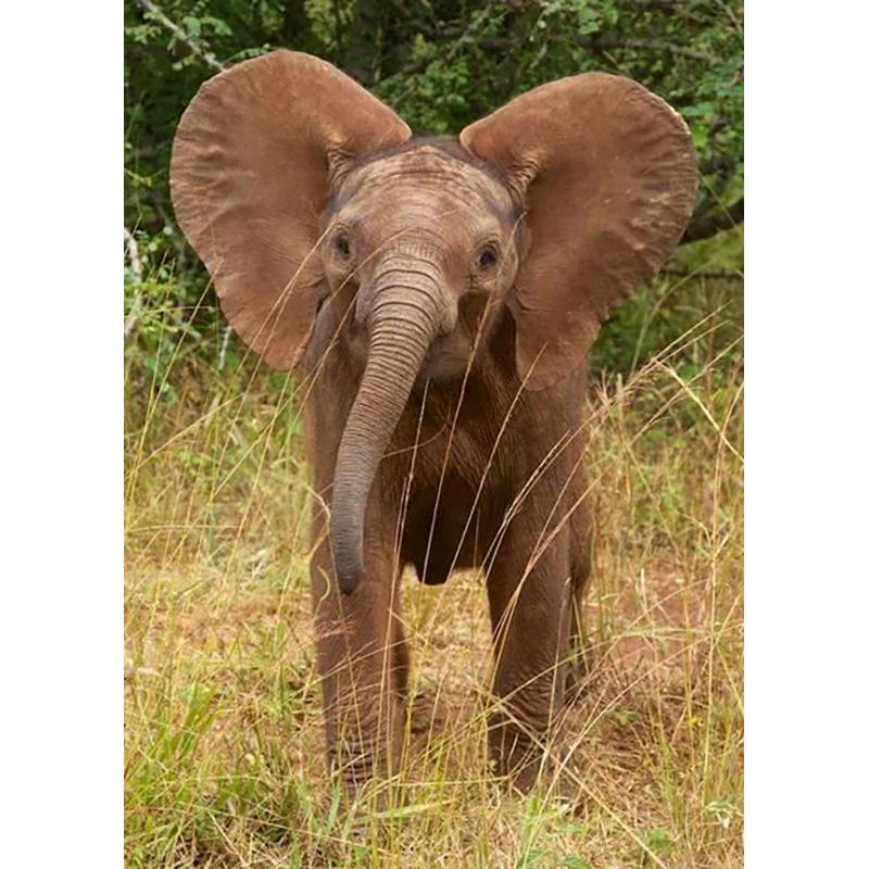 Elephant DIY 5D Diamond Painting Full Round Drill Animal Diamond Ebroidery Cross Stitch Mosaic Kits Art Wall Decor Home