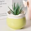 Set of 6 Succulent Cactus Bonsai Tabletop with Flower Ornamental Plant Housewarming Gift 6, Colors, Pot, 886.5cm, Small, Ceramic, Pot, Pot, Pot,