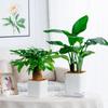 Nordic Style Self-Watering Flower Pot for Lazy People, Vertical Striped Square Thickened Plastic Resin Indoor Balcony Green Plan