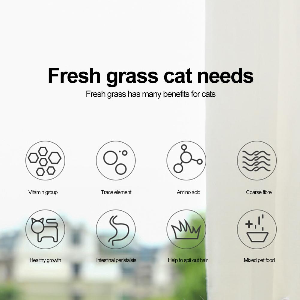 Pet Cat Sprout Dish Growing Pot Tray Reus Hydroponic Cat Planting Box Hydroponic Soilless Planting Cat Grass Pot for Easy Growth