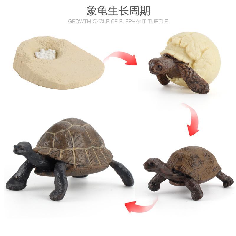 Life Cycle Board Montessori Kit Biology Science Education Toys For Kids Sensory Tray Animal Figure Life Cycle Sorting Wooden Toy