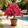 Realistisches Heim-Ornament Künstlicher Bougainvillea-Kugelbaum, Kunstseidenblumen mit Erdspieß, UV-beständige Blumen für die Haustür