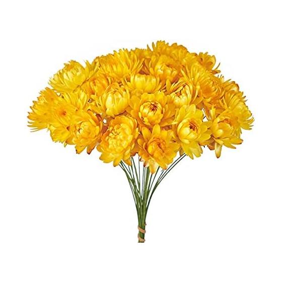Tokyodo Barley Straw Chrysanthemum Wire Yellow Dried Flower FD003021-004 Natural