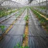 Schwarzes Hochleistungs-Gartengewebe - Unkrautvlies und Bodendecker für Blumen, Gemüse, Hochbeete, Rasen und Gärten