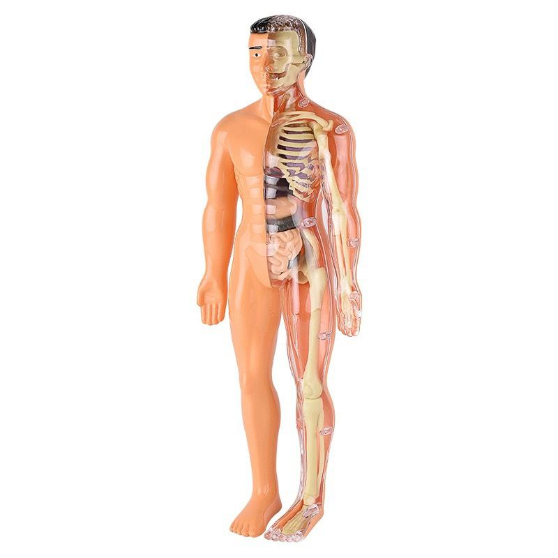 3D lidská kostra, anatomie orgánů, vědecký model, sada pro dětské tělesné vzdělávání, odnímatelné simulační modely pro kutily a sestavování orgánů