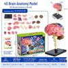 Children's STEM Educational Human Skeleton Model Toy