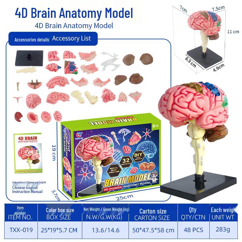 Children's STEM Educational Human Skeleton Model Toy