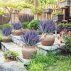 30pcs Artificial Plastic Plants Multicolor Lavender Vase Home Decora Wedding Bridal Bouquet Household Product Diy Outdoor Garden