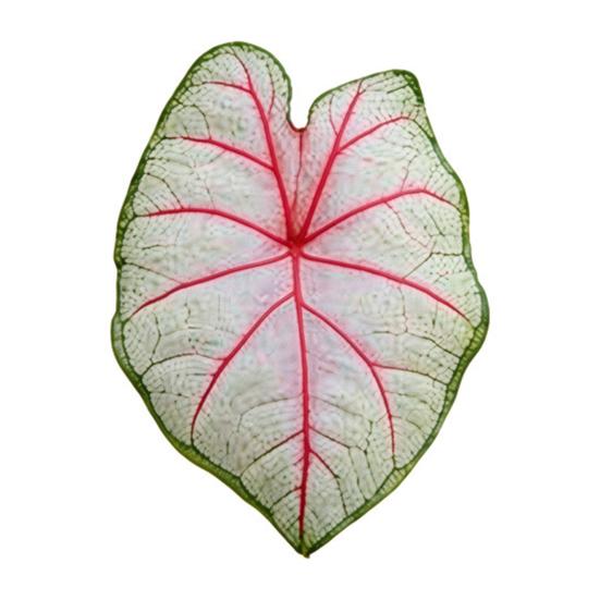 Acrylic Tropical Plant Coasters, Heat Resistant Non-Slip Drink Coasters, Easy Clean Leaf Shaped Pads for Coffee Table Desk Decor, Home Gift