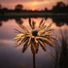 Rusted Metal Daisy Garden Stake Rustic Cornflower Decoration Decorative Plant Stake  Outdoor Lawn
