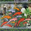 Mini Koi Vis Ornament Hars Ambachten Simulatie Karper Beeldjes Kinderen Cadeau Cartoon Schattig DIY Kleine Vis Beeldje Aquarium Decor HD