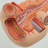 Human Organ Anatomy Model: Liver, Gallbladder, Pancreas, Spleen & Duodenum for Teaching & Science Exhibitions