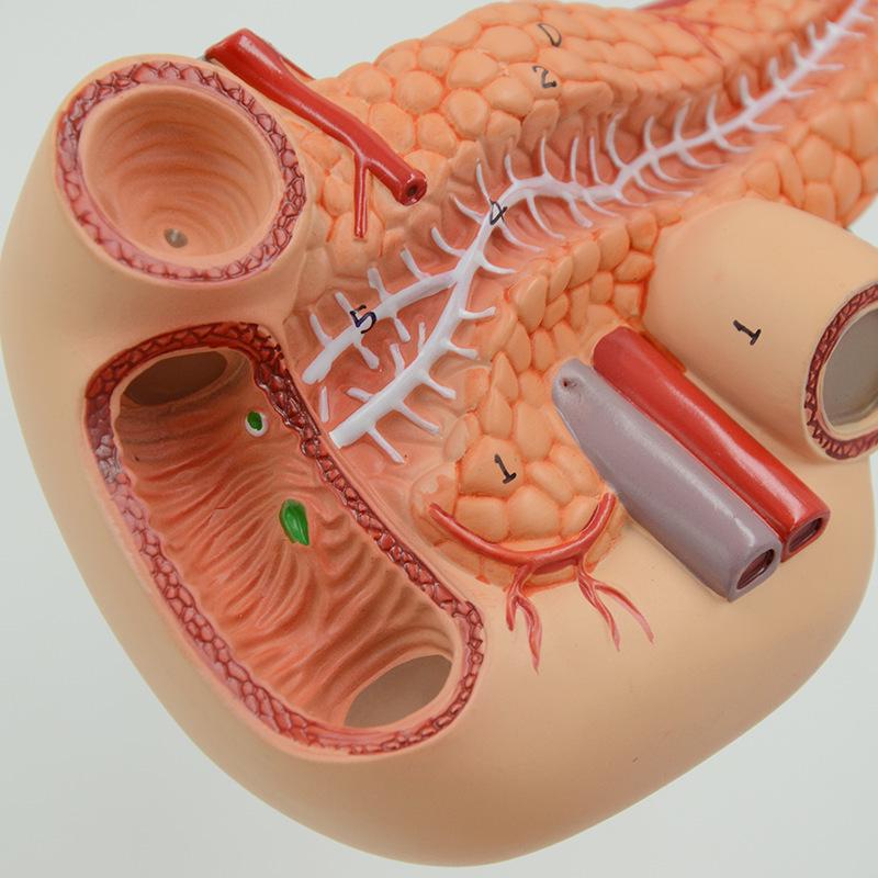 Human Organ Anatomy Model: Liver, Gallbladder, Pancreas, Spleen & Duodenum for Teaching & Science Exhibitions