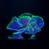 Fluorescent Aquarium Decor Fish Tank Landscaping Coral Simulation Lettuce Coral Ornaments Small Underwater World Landscape Decor