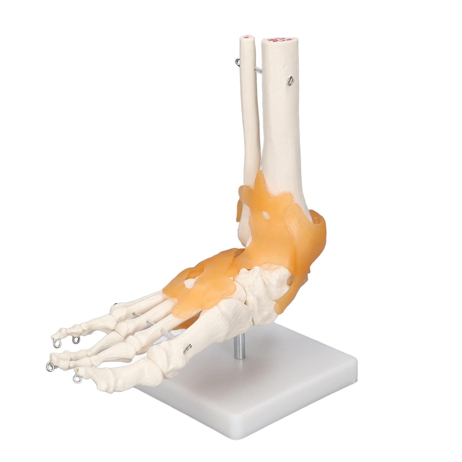 Human Foot Model Anatomical Ankle Skeleton Bones with Ligament 1 to 1 Life Size Mold