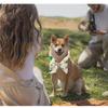 2Pcs Breathable Towel Pet Cooling Ice Scarf Adjustable Pet Cool Neck Ring  Outdoor Travel