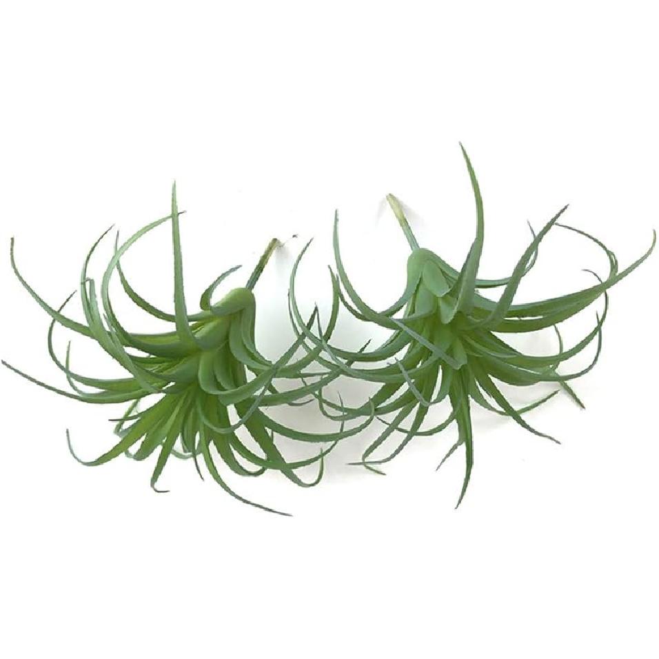 2 PCS Artificial Succulents Plants Unpotted Fake Flocking Tillandsia Air Plants Succulent Bromeliads Bouquet Arrangements Faux Plants DIY for Garden