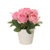 Exquisite Rose Flower Freshing House Plant Natural Potted