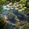 4-Pack Reusable Pond Planting Mesh Bags for Aquatic Plants, Square 181817 cm