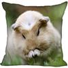 Living Room Pillowcase Guinea Pig   Modern Home