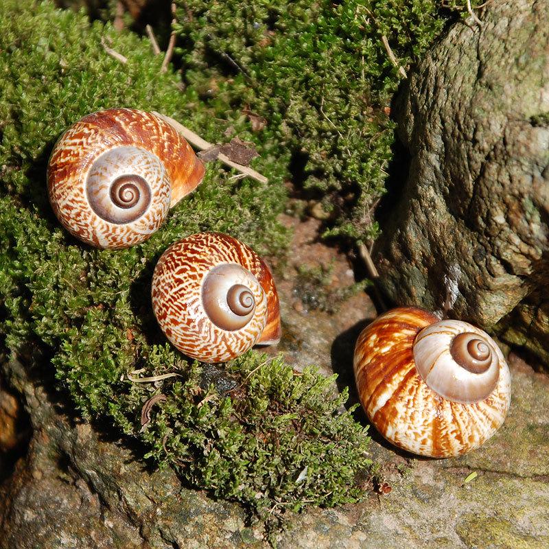 Sea Snail Shell 3CM Natural Exquisite Small Seashell for Fish Tank Decor and DIY Crafts Gift Collection Sea Snail 2CM