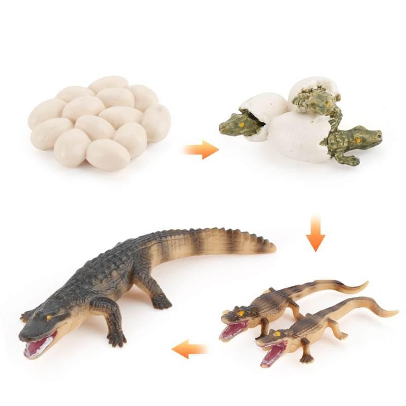 Crocodile Animal Life Cycle Model Pvc Toy For Educational Science Teaching And Display
