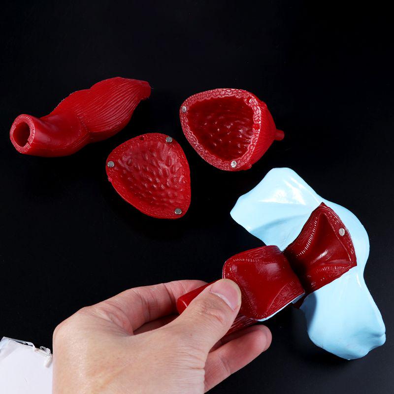 Female Pelvis Pelvic Floor Muscle Model Uterus Ovary Muscle Teaching Resources Educational Removable
