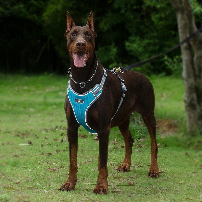 Astro Blue Training Harness For Walking Dogs, Size Xl