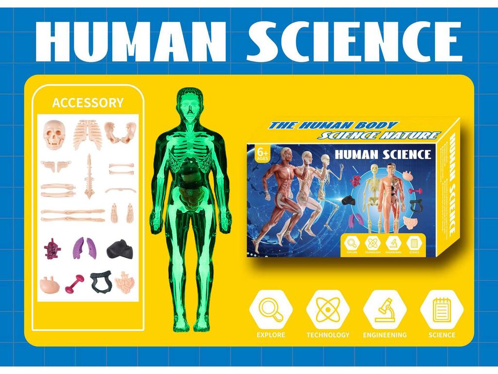 3D Human Skeleton Model Kit for Children's Educational Anatomy and Medical Teaching