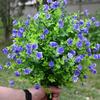 Realistic Artificial Eucalyptuses Leaves Ground Stakes For Outdoor Garden Decoration With Weather Resistant Plastic And Soft Rubber