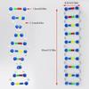Deoxyribonucleic Acid Models Double Helix DNA Models Set DNA Structure Models For Educational And Biology Teaching
