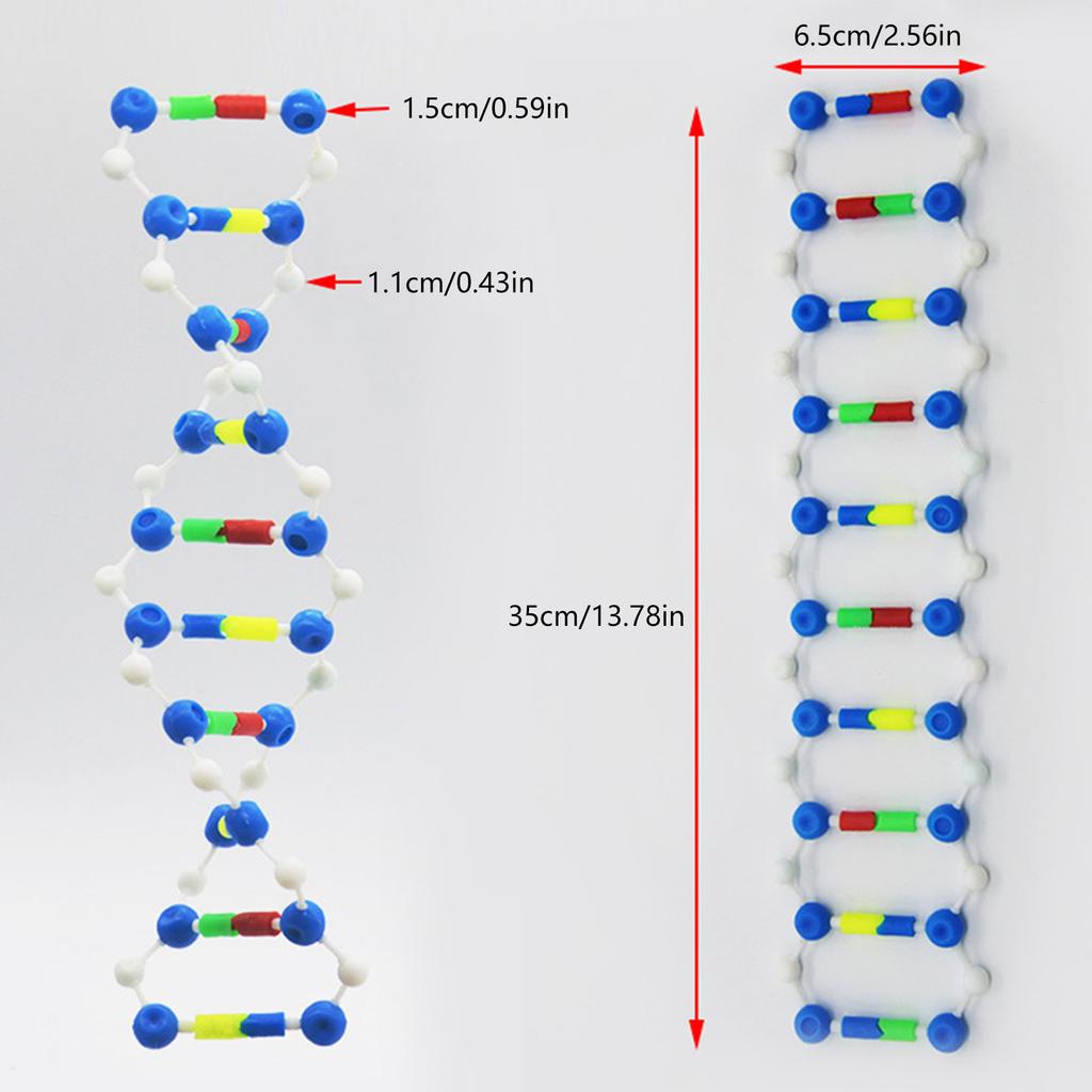 Deoxyribonucleic Acid Models Double Helix DNA Models Set DNA Structure Models For Educational And Biology Teaching