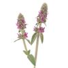 25 Seeds of Lamb's Ear Stachys (Stachys Lanata Pink)