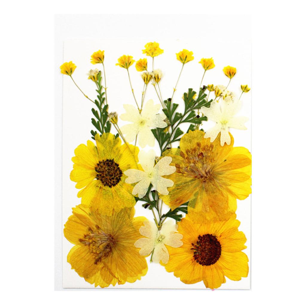 

Dried Flowers Set Making Real Flower Decal Filling Colorful Pressed Specimen Label Craft Shell Scrapbooking Using Supplies